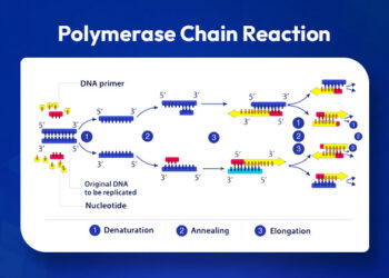 Polymerase-Chain-Reaction