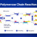 Polymerase-Chain-Reaction