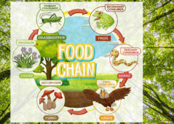 Food Chain: Definition, Types, Examples
