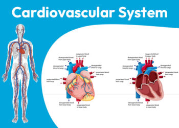 Cardiovascular System: What it is, Parts, Functions & Disorders