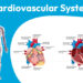 Cardiovascular System: What it is, Parts, Functions & Disorders