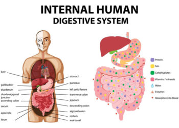 Digestive System