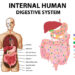 Digestive System