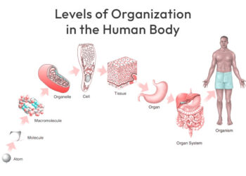 Levels of Organization in the Human Body