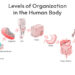 Levels of Organization in the Human Body