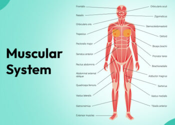 Muscular System: Functions, Types, and Key Muscles in the Human Body