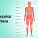 Muscular System: Functions, Types, and Key Muscles in the Human Body