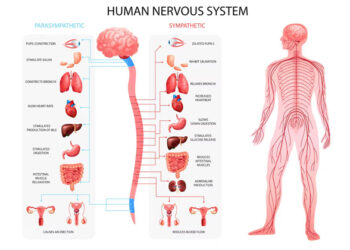 Human Nervous System
