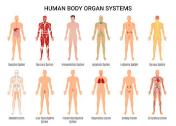 Organ System in the Human Body