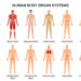 Organ System in the Human Body