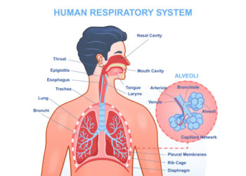 Respiratory System