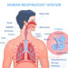 Respiratory System