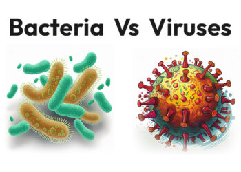 Differences between bacteria and viruses