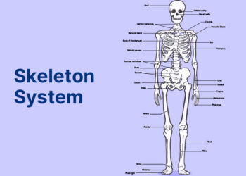 Skeleton System