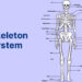 Skeleton System