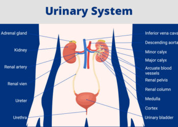 Urinary System