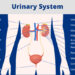 Urinary System