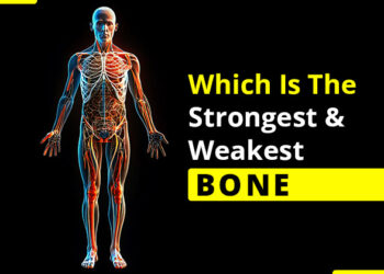 Which is the strongest and weakest bone?