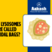 Why Lysosomes are Called Suicidal Bags?