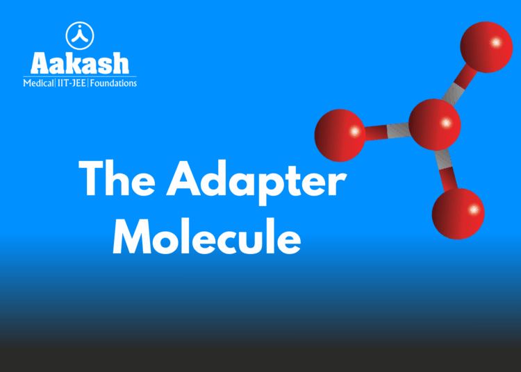The Adapter Molecule