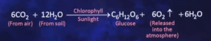 Equation of Photosynthesis
