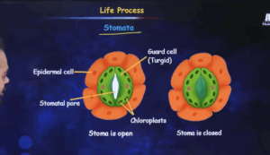 Diagram of Stomata Life process class 10