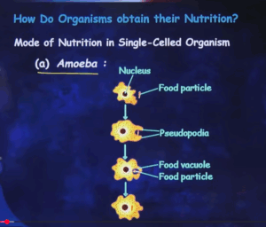 Diagram of Amoeba Life process class 10