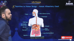 Human Digestive System Work in Life Processes Class 10