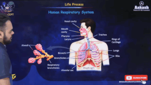 Human Respiratory System in Life Processes Class 10