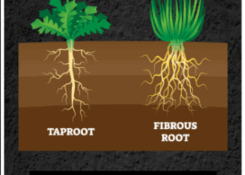 NCERT Class 6 Science: Difference between Taproots and Fibrous Roots